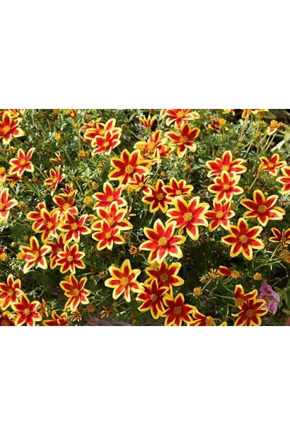 Bidens